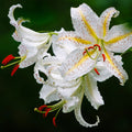 Bulbi de Crini Lilium Auratum