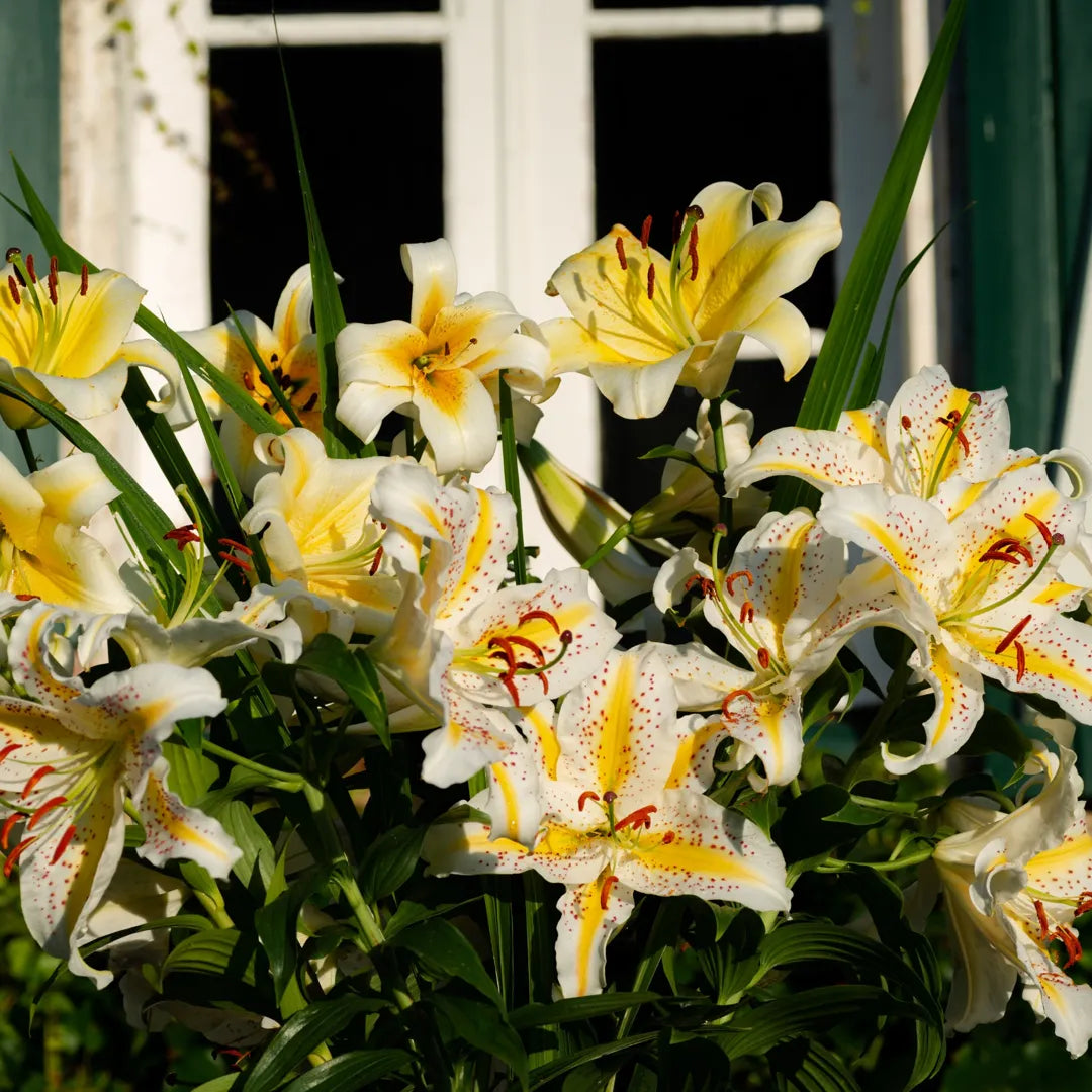 Bulbi de Crini Lilium Auratum1