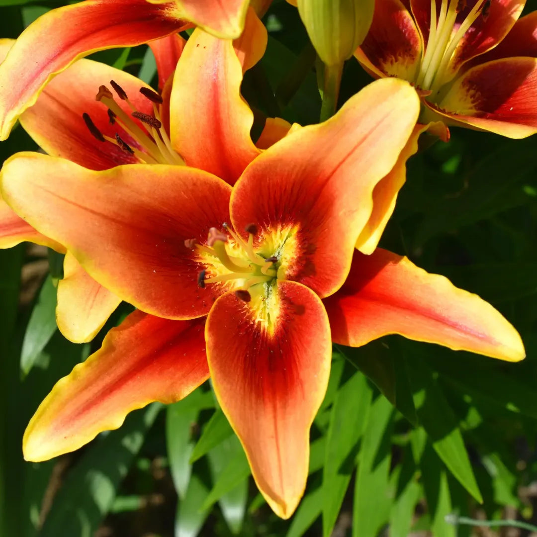 Bulbi de Crini Lilium Avalon Sunset