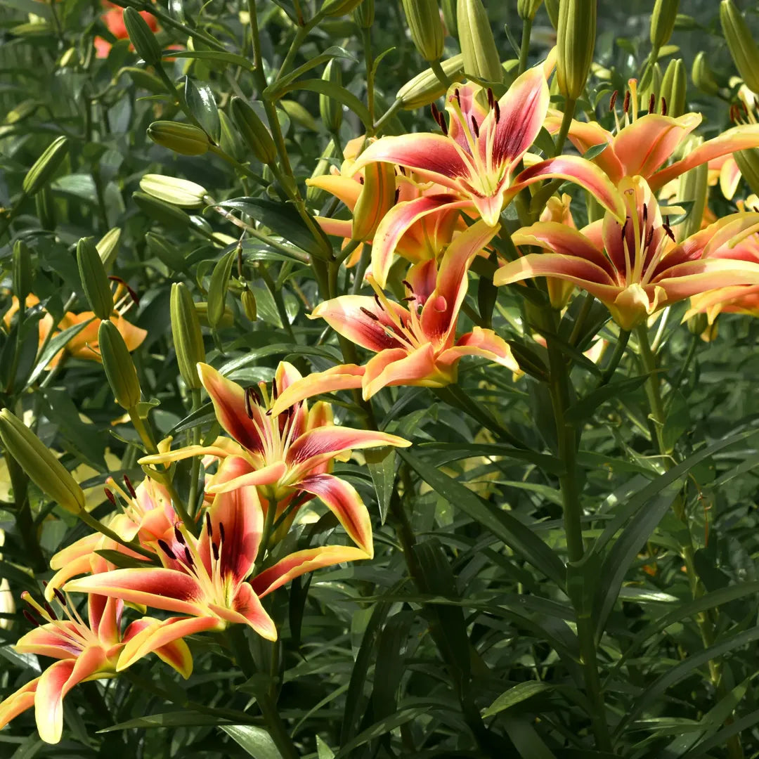 Bulbi de Crini Lilium Avalon Sunset1