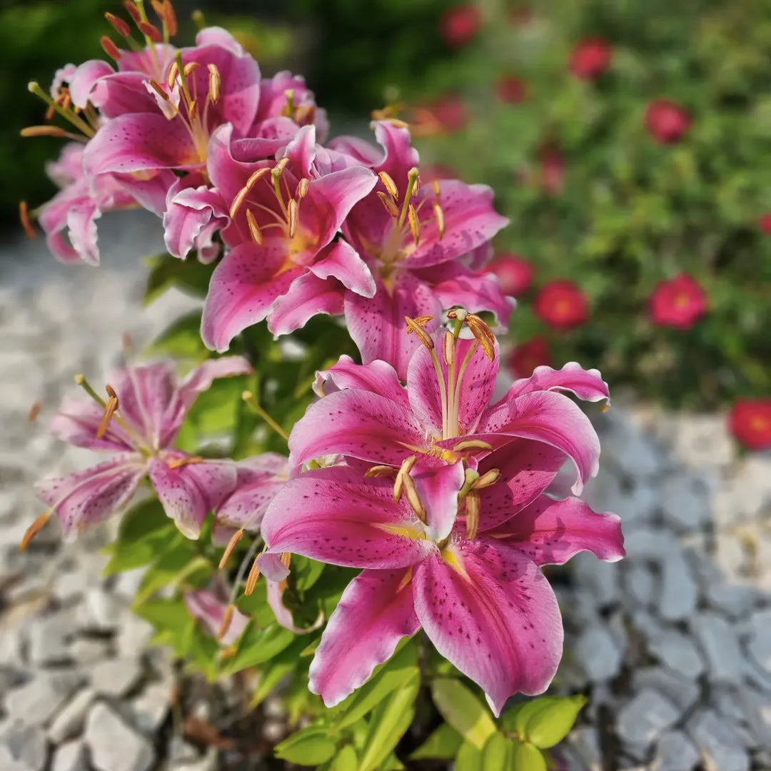 Bulbi de Crini Lilium Black Beauty