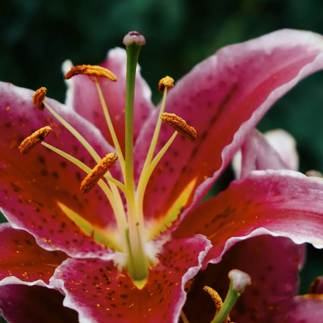 Bulbi de Crini Lilium Borrello