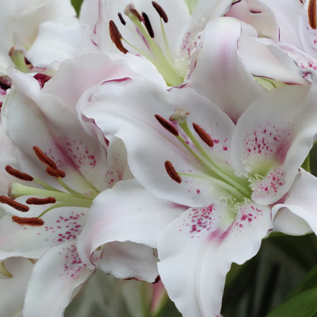 Bulbi de Crini Lilium Brasilia
