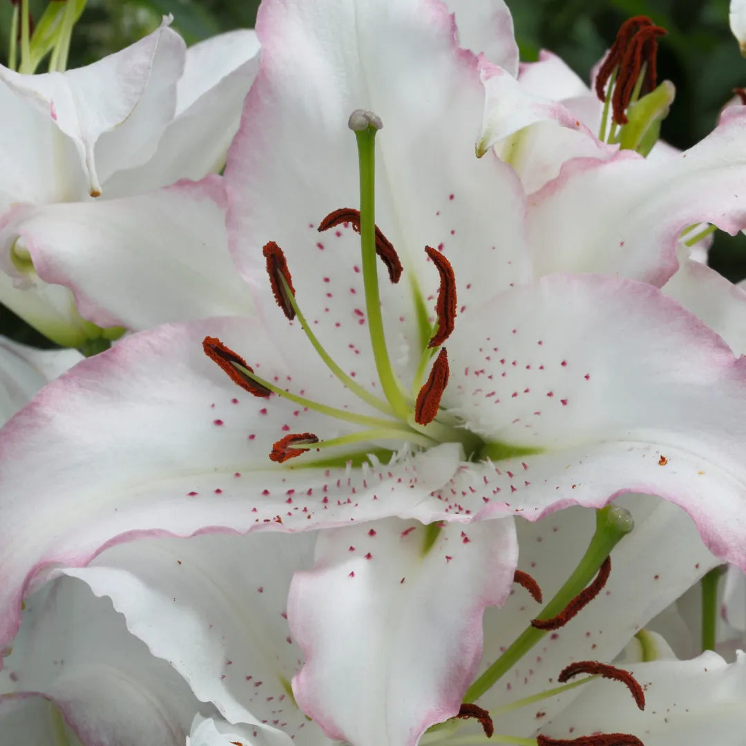Bulbi de Crini Lilium Brasilia1