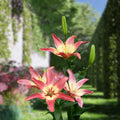 Bulbi de Crini Lilium Easy Dream