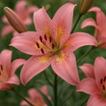 Bulbi de Crini Lilium Fancy Dance (P494)