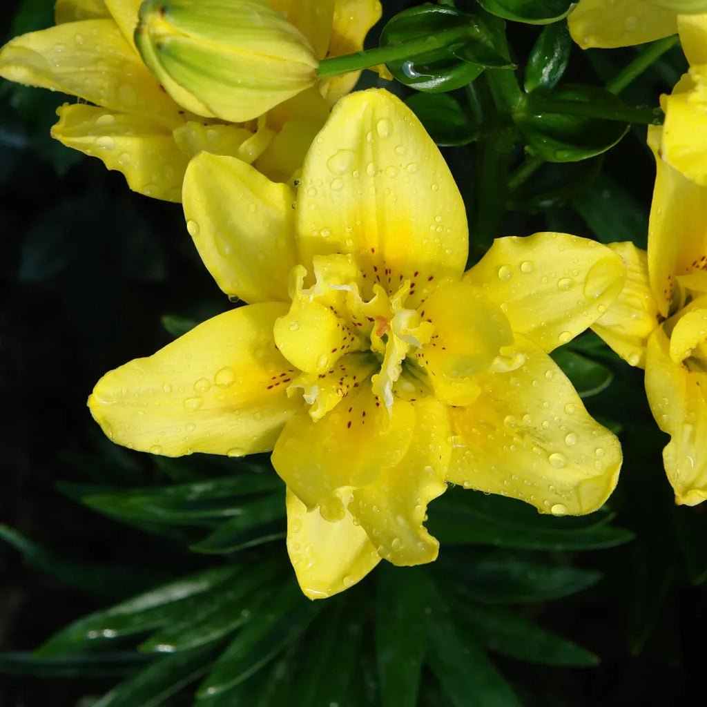 Bulbi de Crini Lilium Fata Morgana