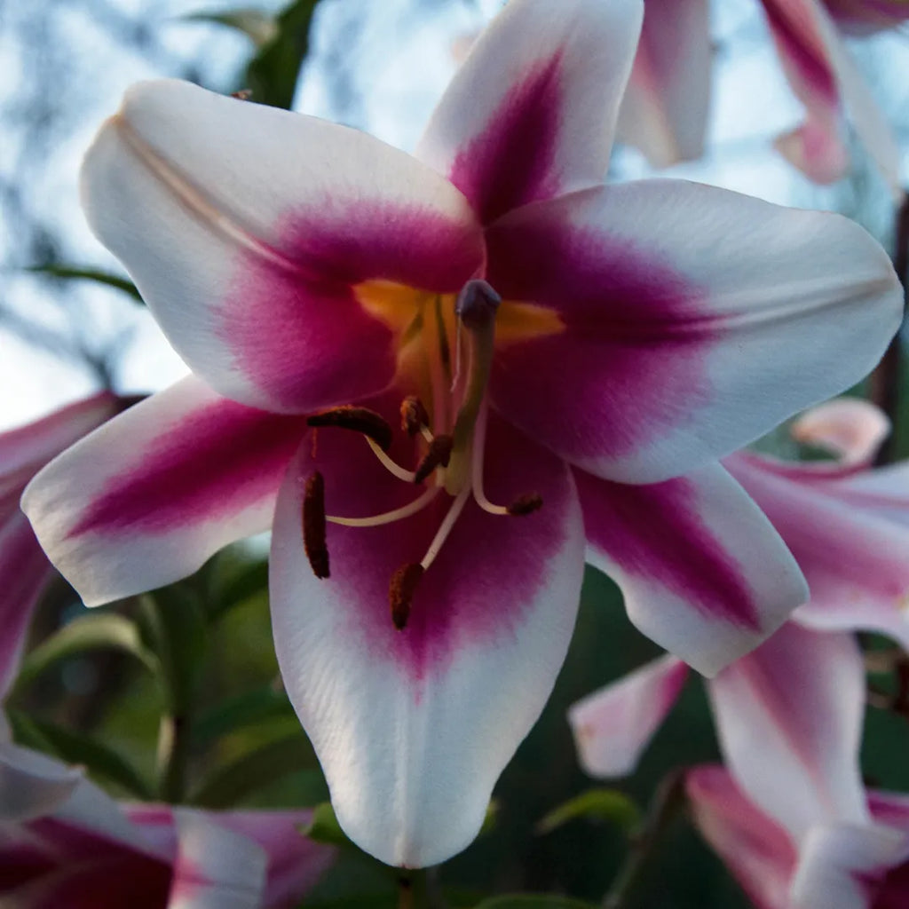 Bulbi de Crini Lilium Friso