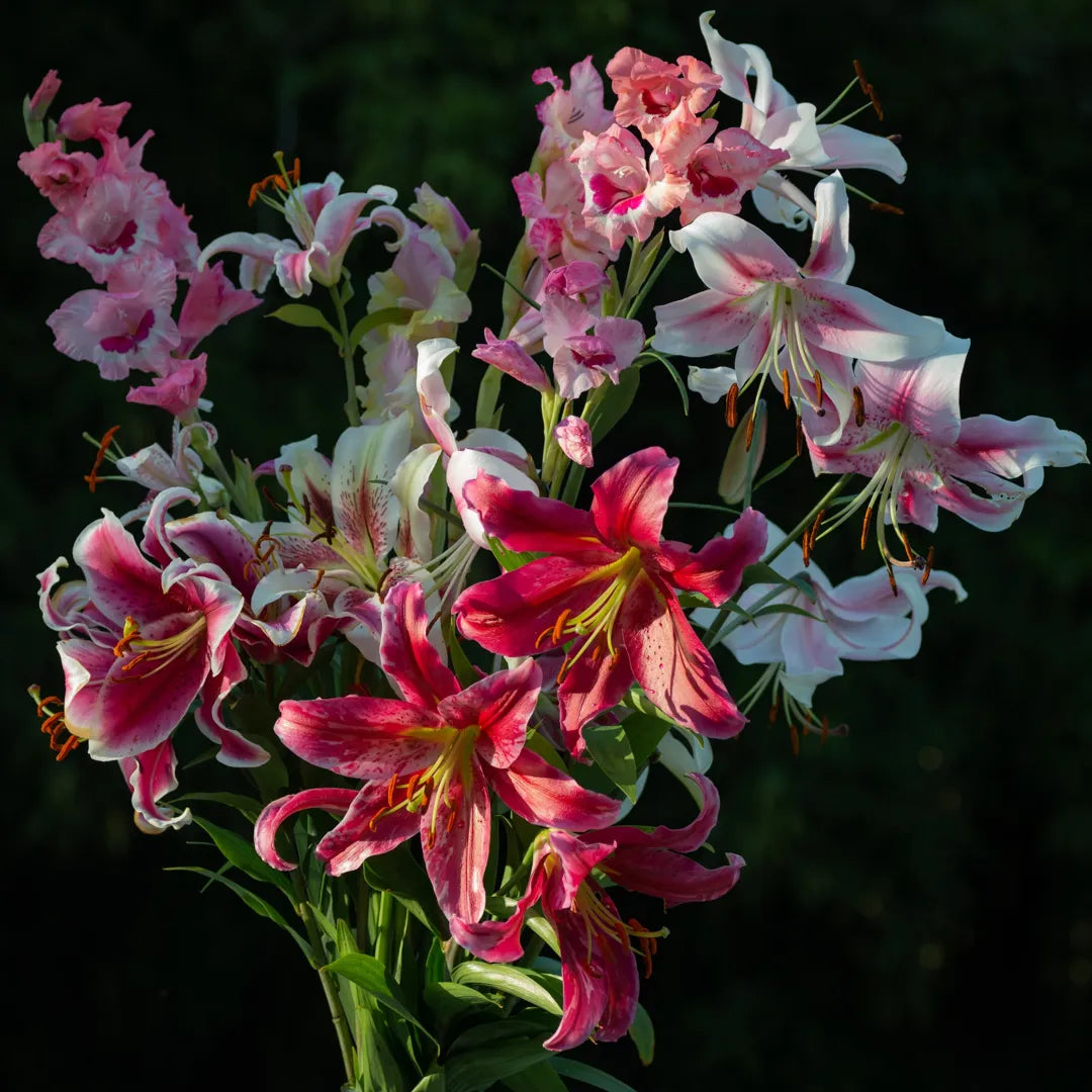 Bulbi de Crini Lilium Friso1