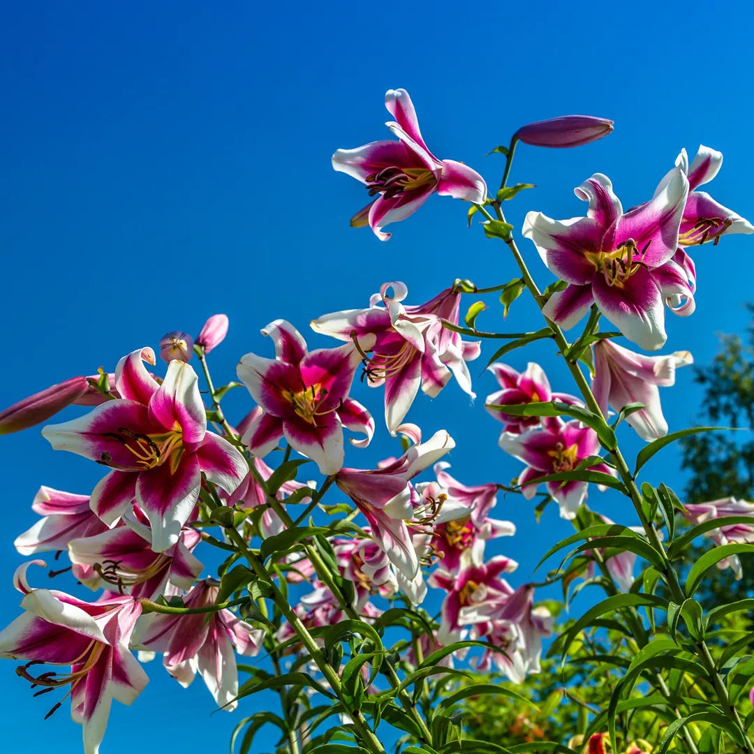 Bulbi de Crini Lilium Friso2