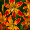 Bulbi de Crini Lilium Fusion