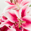 Bulbi de Crini Lilium Gentle Romance