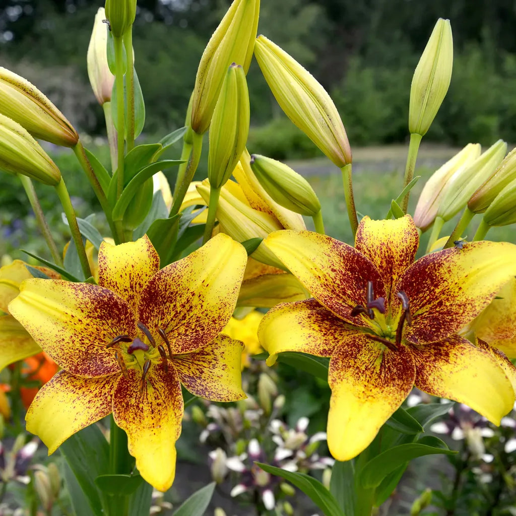 Bulbi de Crini Lilium Golden Stone