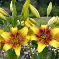 Bulbi de Crini Lilium Golden Stone