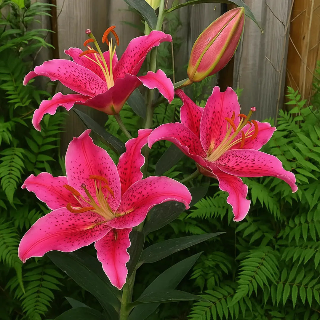 Bulbi de Crini Lilium Gomera