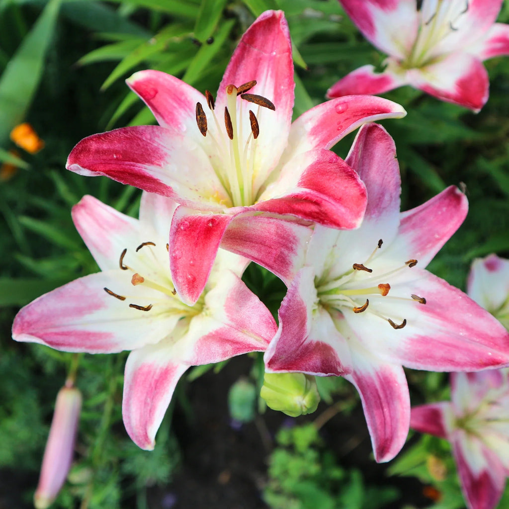 Bulbi de Crini Lilium Holebibi Lollypop1
