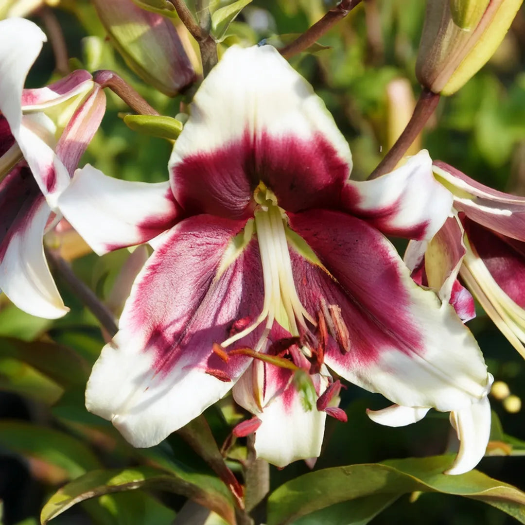 Bulbi de Crini Lilium Leslie Woodriff