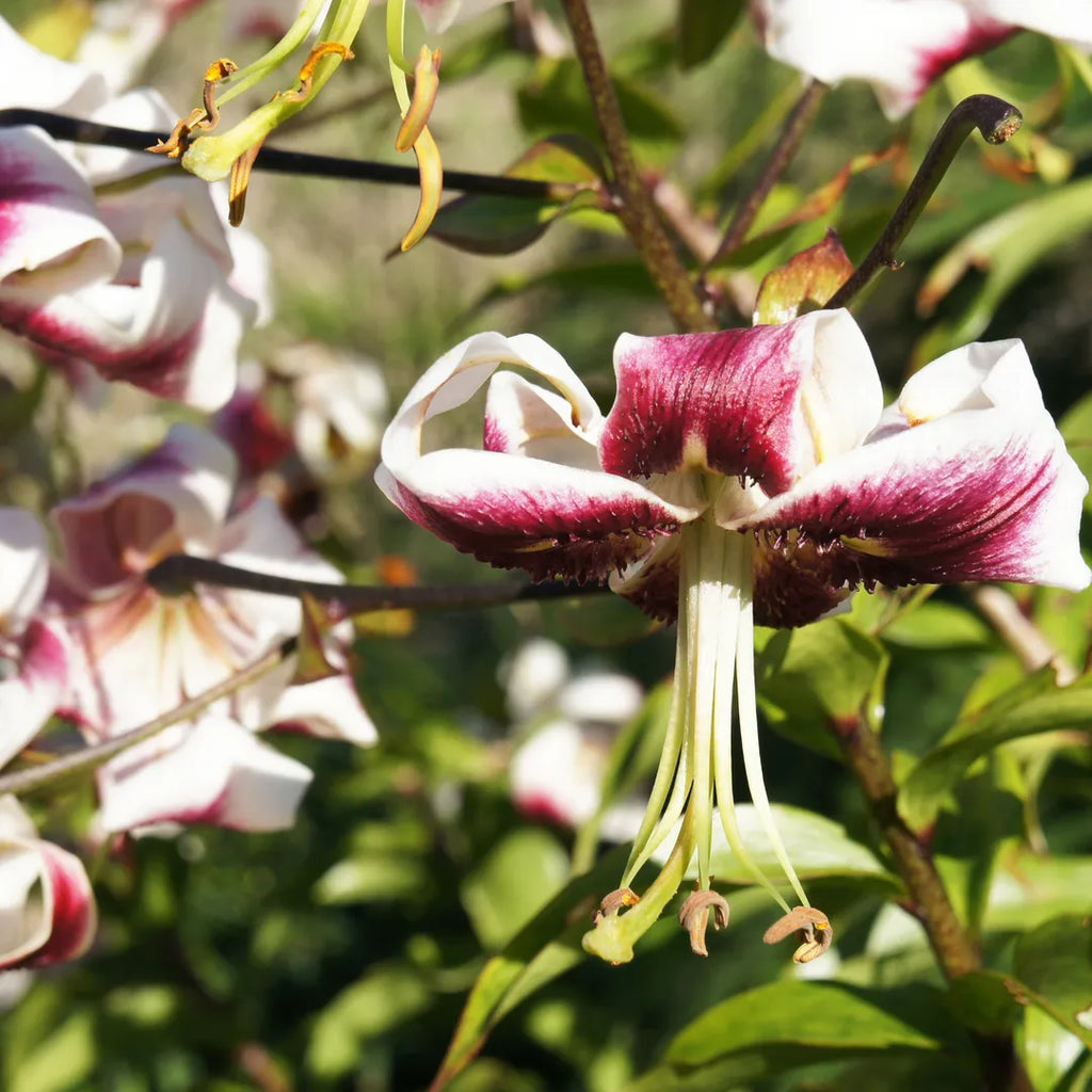 Bulbi de Crini Lilium Leslie Woodriff1