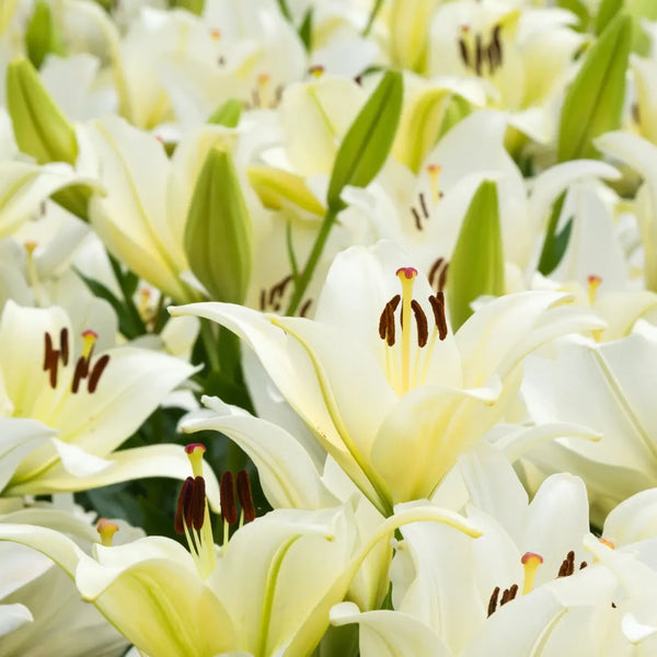 Bulbi de Crini Lilium Litouwen