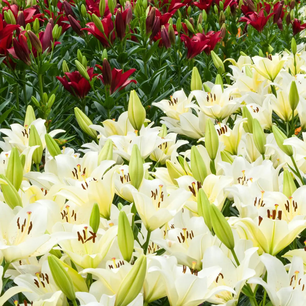 Bulbi de Crini Lilium Litouwen1