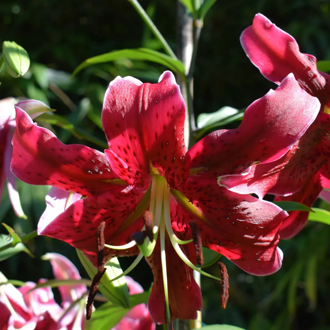 Bulbi de Crini Lilium Miss Feya