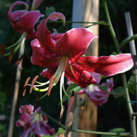 Bulbi de Crini Lilium Miss Feya1