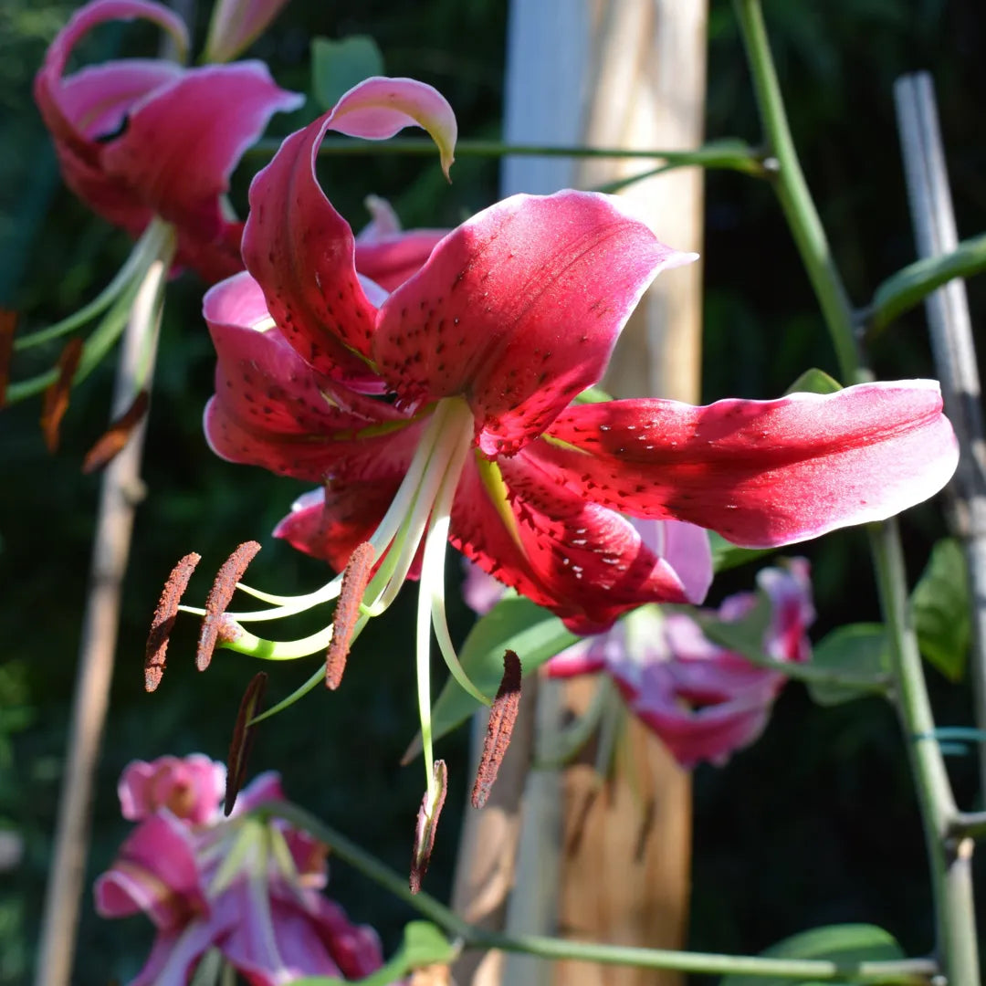 Bulbi de Crini Lilium Miss Feya1