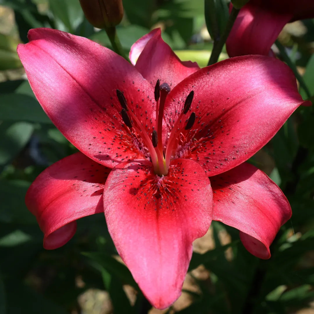 Bulbi de Crini Lilium November Rain