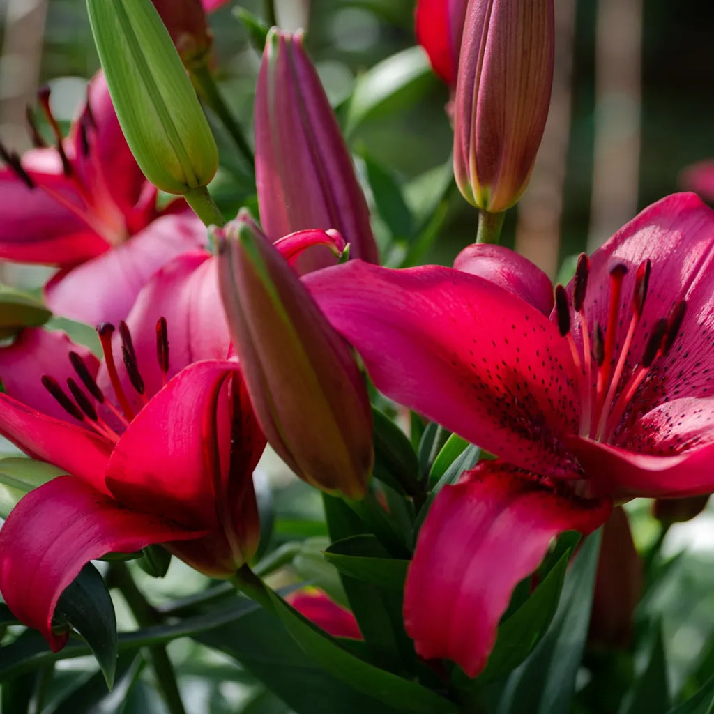 Bulbi de Crini Lilium November Rain1