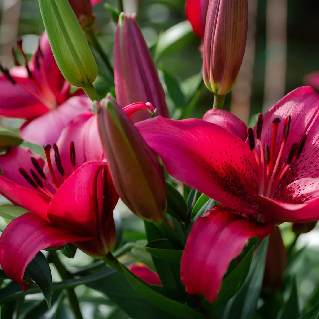 Bulbi de Crini Lilium November Rain1