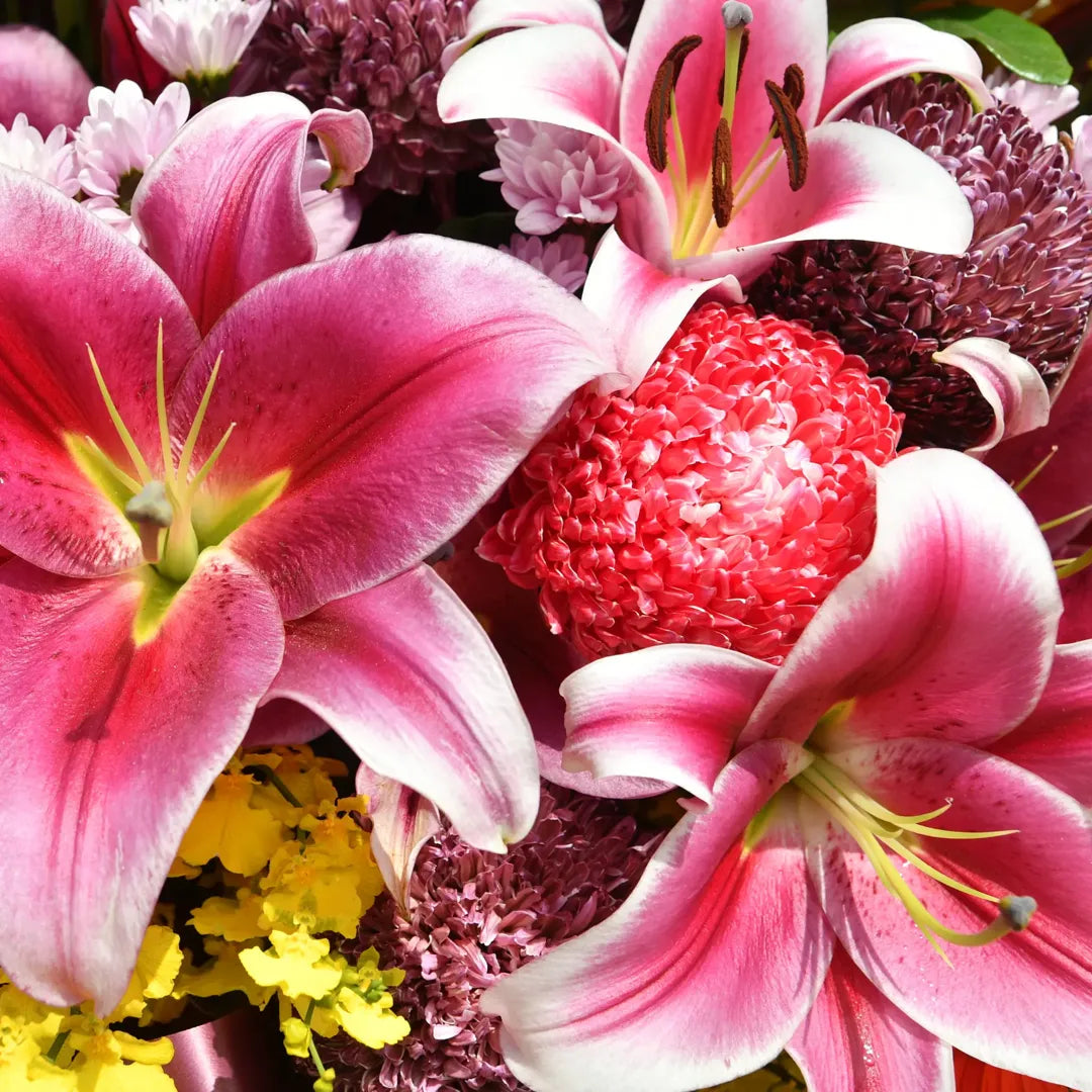 Bulbi de Crini Lilium Pink Brush