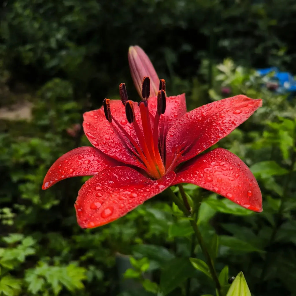 Bulbi de Crini Lilium Red Flash (P507)1