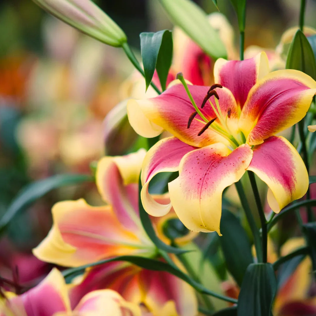 Bulbi de Crini Lilium Robert Swanson