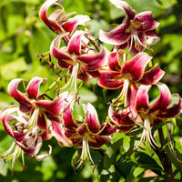 Bulbi de Crini Lilium Scheherazade