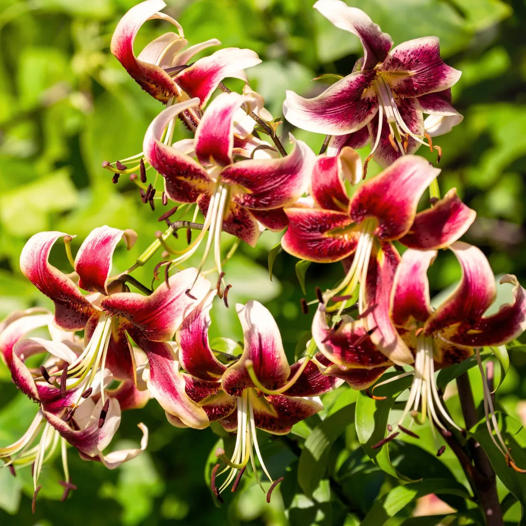Bulbi de Crini Lilium Scheherazade