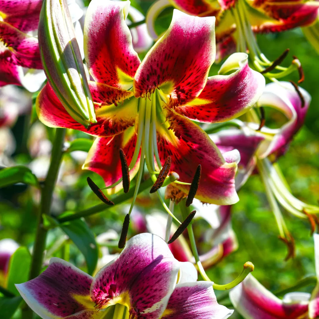 Bulbi de Crini Lilium Scheherazade1