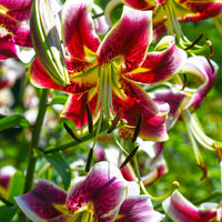 Bulbi de Crini Lilium Scheherazade1