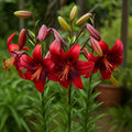 Bulbi de Crini Lilium Strawberry Event