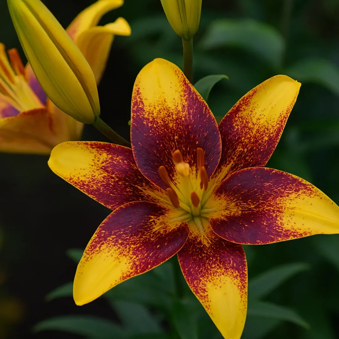 Bulbi de Crini Lilium Sweet Valley