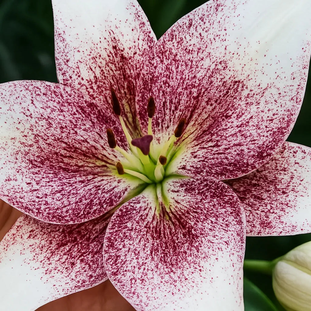 Bulbi de Crini Lilium Sweet Zanica