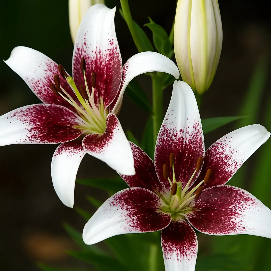 Bulbi de Crini Lilium Sweet Zanica1