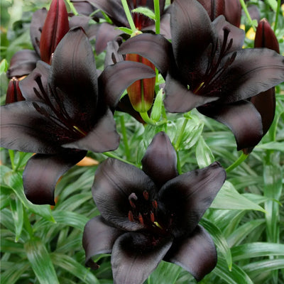 Bulbi de Crini Nightrider