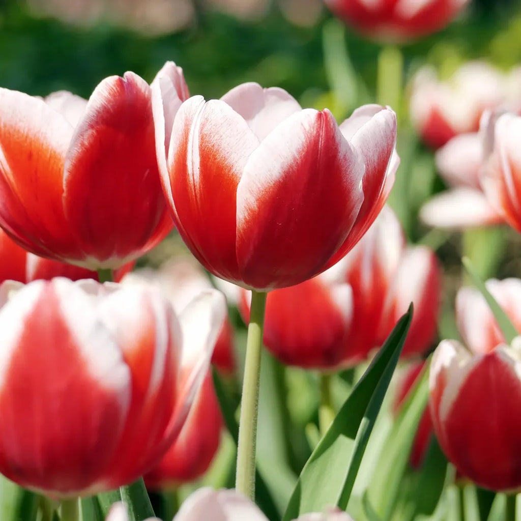 Bulbi de Lalele Leen van der Mark