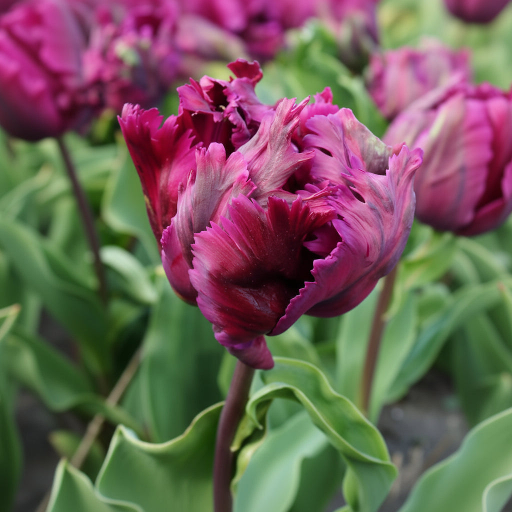 Lalele „Negrita Parrot” mov închis – Petale franjurate și aspect exotic, ideale pentru grădini de primăvară elegante și aranjamente florale deosebite.