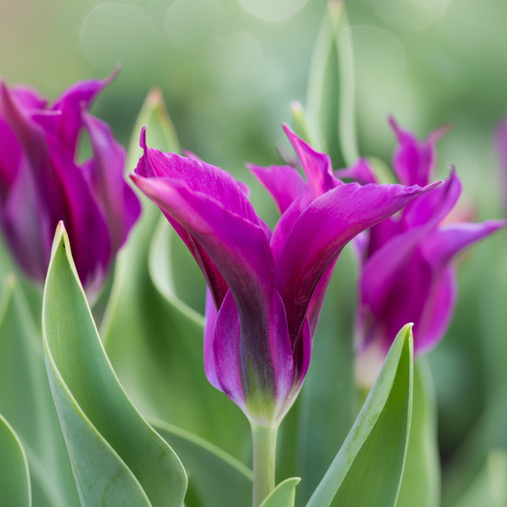  Lalele Purple Doll – Petale de violet intens, ideale pentru a adăuga un accent regal și elegant în grădinile tale de primăvară.