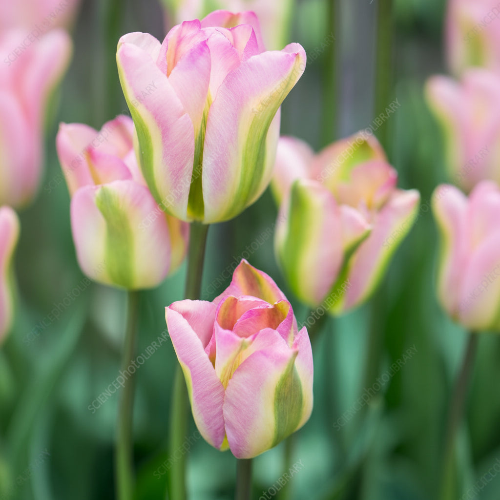 „Lalele „Groenland”  – Flori elegante, perfecte pentru grădini de primăvară și aranjamente florale deosebite.”