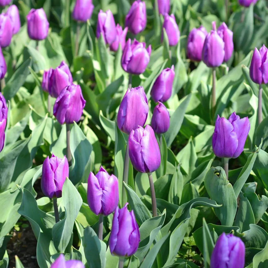 Bulbi lalele Purple Flag1