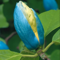 Magnolia "Blue Opal" la Ghiveci
