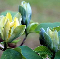 Magnolia "Blue Opal" la Ghiveci