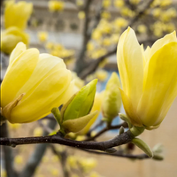 Magnolia "Yellow River" la Ghiveci